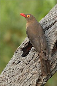 Red-billed oxpecker
