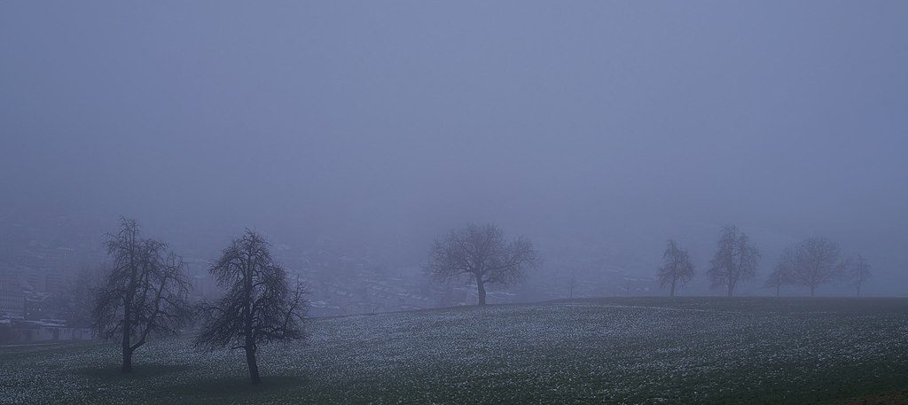 Ghost Trees