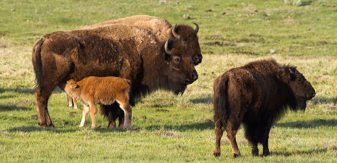 Bison calf suckling
