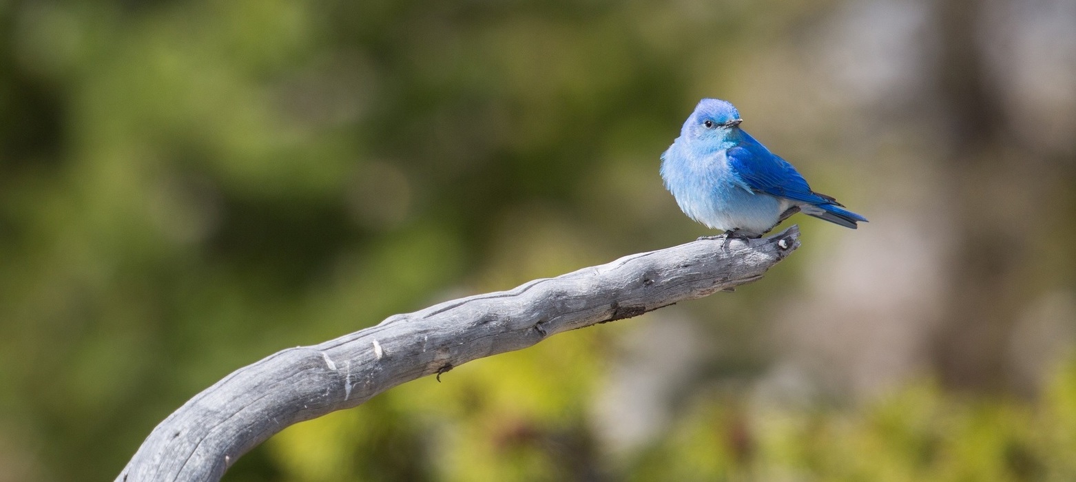 Bluebird on branch